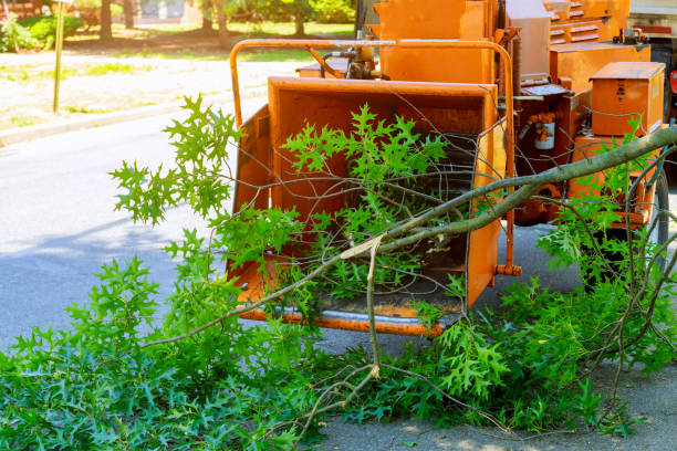 Reliable Ferron, UT Tree Service Solutions